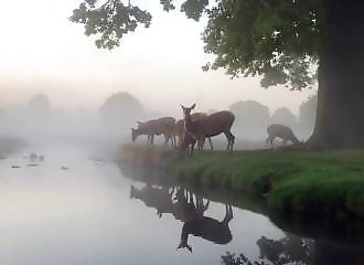 Magnifique scène de cerfs s’abreuvant à une rivière (Angleterre)