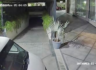 Une lionne s’introduit dans l’enceinte d’un hôtel (Inde)