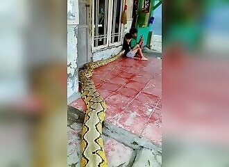 Giant pythons adopted as pets in Indonesia