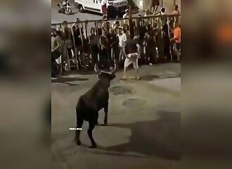 Showing your butt to a bull is a bad idea