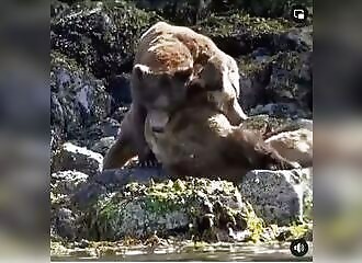 Les combats entre ours sont particulièrement brutaux
