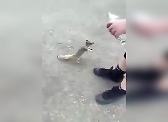Très assoiffé, un écureuil demande de l’eau à un homme