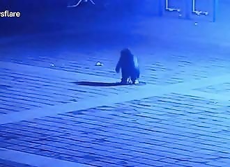 Après une explosion de pétard, une plaque d’égout retombe sur un enfant