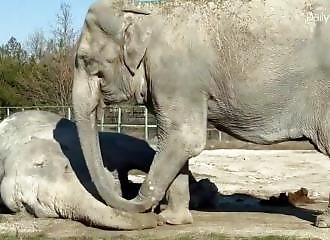 An elephant refuses to leave her partner after she dies