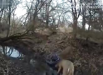 Un tir au pistolet pour libérer deux cerfs entremêlés par leurs bois (Kansas)