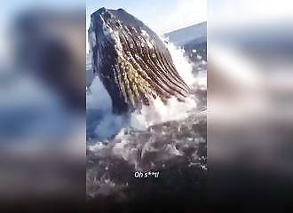 A whale comes out of the water, narrowly missing breaking their boat