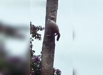 Un chat tué par le froid au Mexique