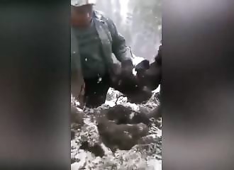 En plein hiver, ils sortent des oursons de leur tanière