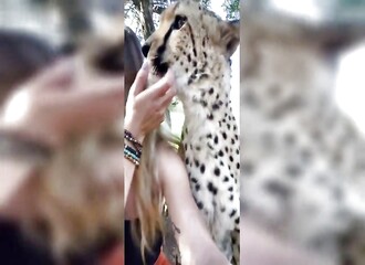 Quand un prédateur redoutable devient un chat affectueux