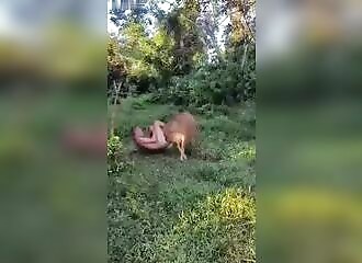 Russian tourist tries to rape a cow in Thailand and is gored naked