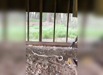 Très courageux, ce petit garçon vient de capturer un serpent potentiellement dangereux (Texas)