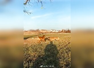 Un chien réalise un incroyable saut pour attraper sa balle coincée sur un arbre