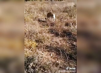 Les armes défensives ne servent pas seulement contre les humains