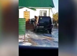 Un ours affamé essaie de s’introduire dans la maison d’une famille