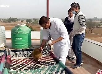 Amputé d’une patte après un choc électrique, un singe se lie d’amitié avec son sauveteur (Inde)