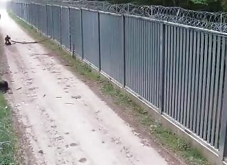 Illegal migrant gang kills Polish soldier at border, others attack rescue workers