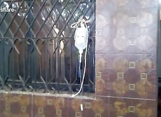 Le touchant sauvetage d’un chien recouvert de goudron (Inde)