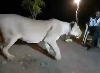 Condamnés à 3 ans de prison ferme pour avoir harcelé des lions (Inde)