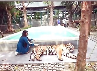 Des tigres sont drogués pour être approchés des touristes