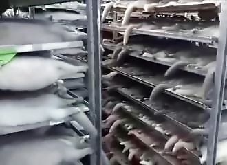 À cause du Coronavirus, 17 millions de visons vont être abattus au Danemark