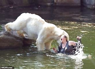 Mais pourquoi a-t-elle sauté dans le bassin des ours ?