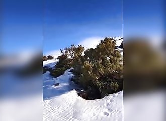 Un sanglier passe le bonjour à des randonneuses (Corse)